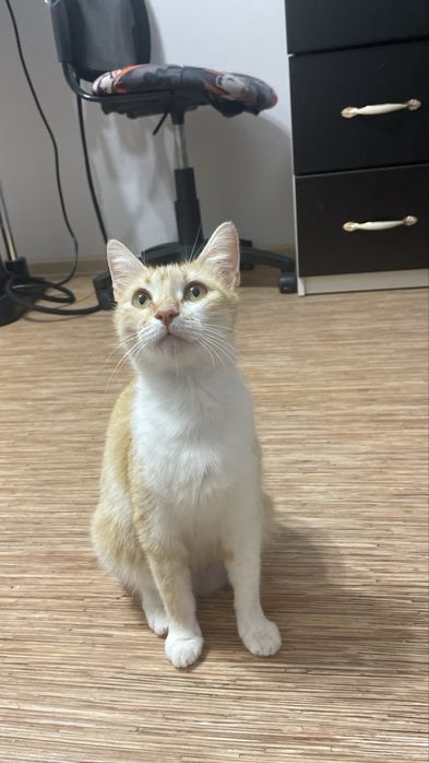 Отдам даром кошку