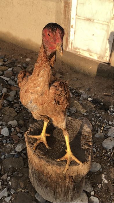 Бедана пар япон мокионлар сотилади