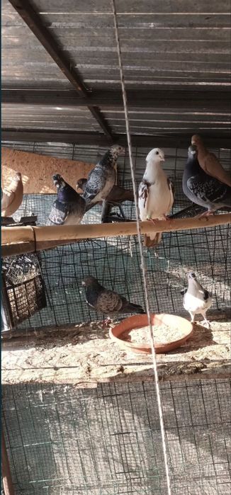 Porumbei de ornament