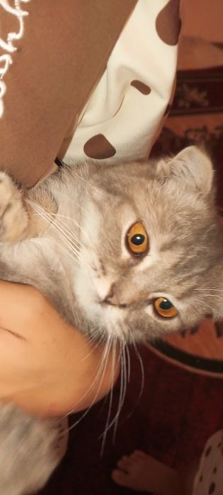 SCOTTISH FOLD toza zotli mushukchasi sotiladi