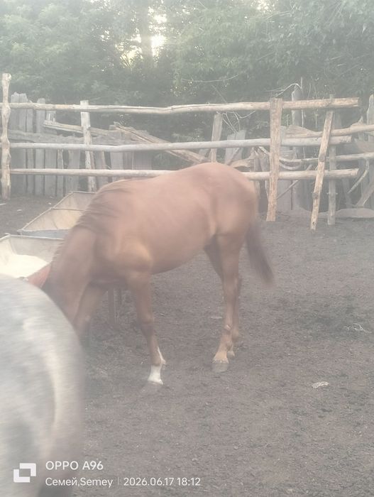 Продам жеребчики с от корма