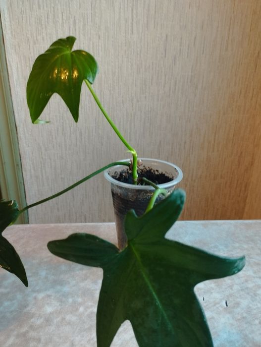 Продаю комнатные цветы 1500