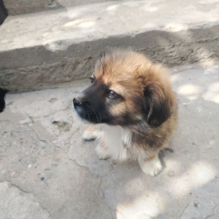 It sotiladi 3 oylik sutdan chiqqan