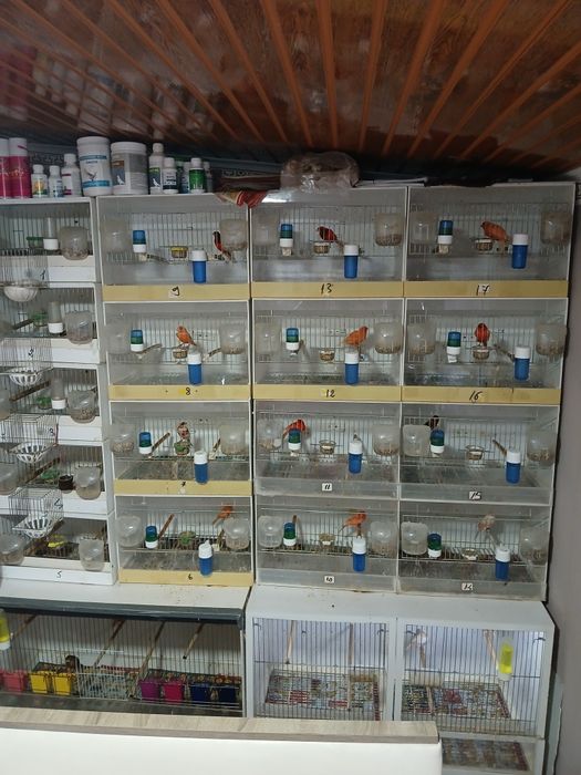 Complex canari 12 custi si o voliera