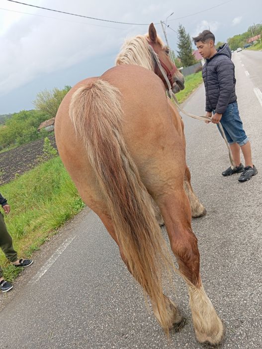Vând iapa de 5 ani