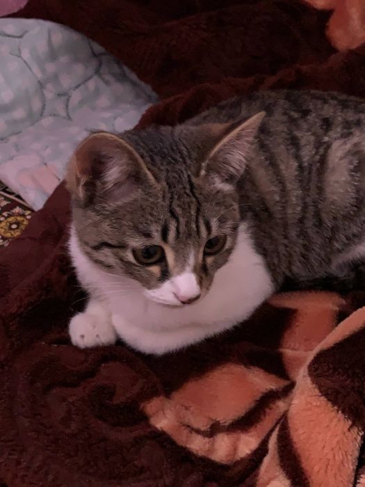 Mushuk bepul beriladi