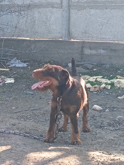 Ягдтерьер еркек вязка