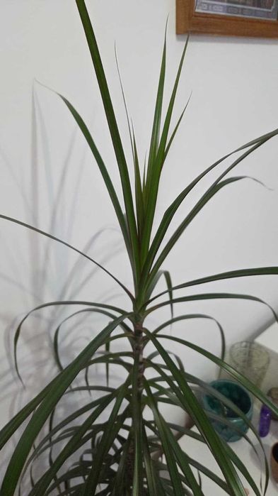 Dracaena marginata (arborele dragon) – plantă decorativă de interior
