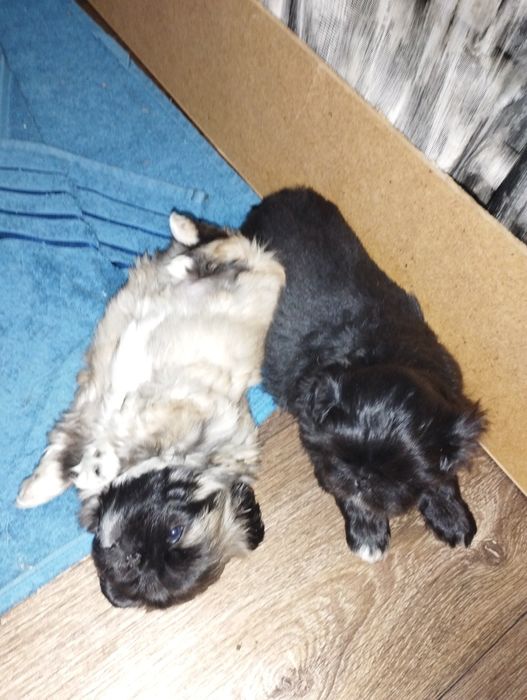 Открыта бронь на щенков пекинеса