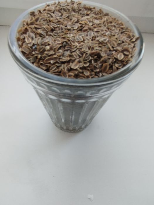 Продам семена укропа 2025 г.