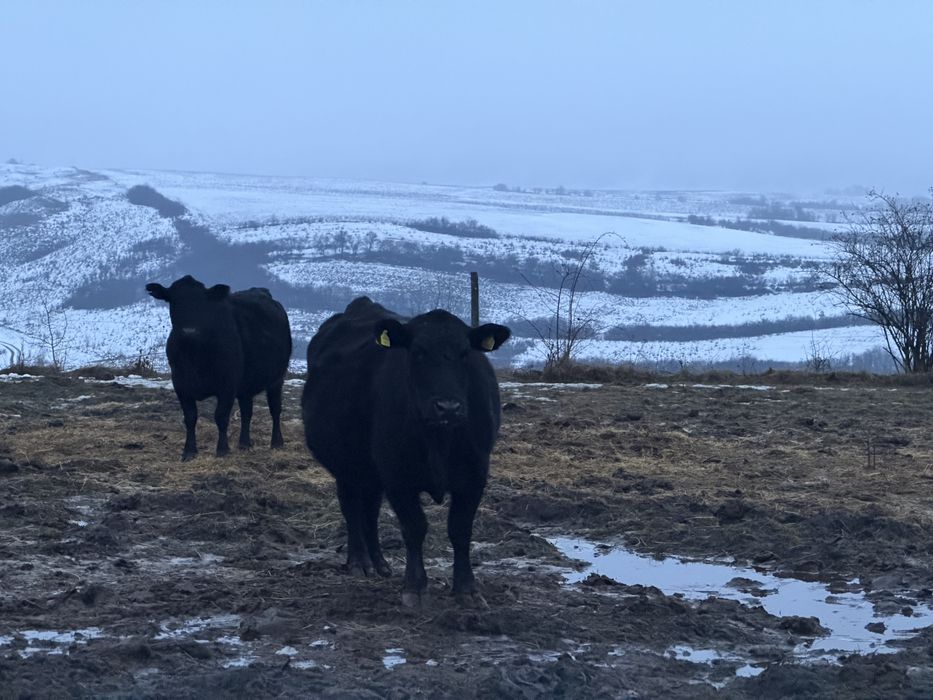 Lichidare ferma Vaci Angus