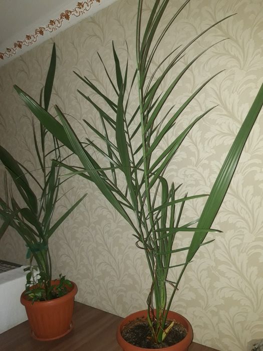 Финиковое дерево. Финиковый куст.