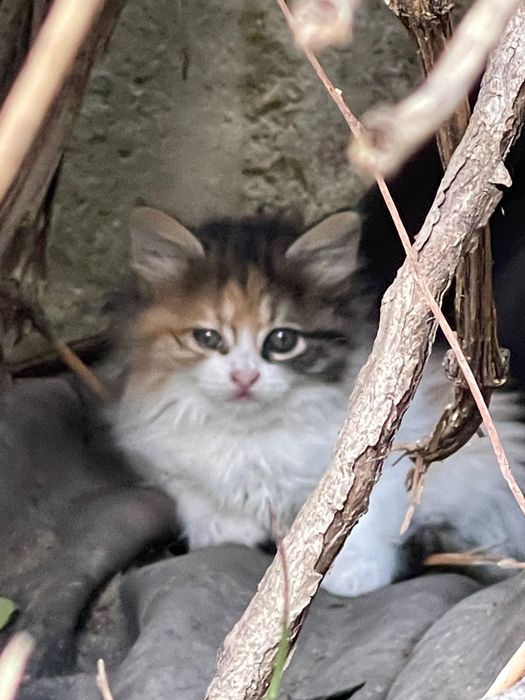 Восхитителни котенца!