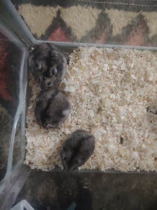 Продам хомяка, вид джунгарский
