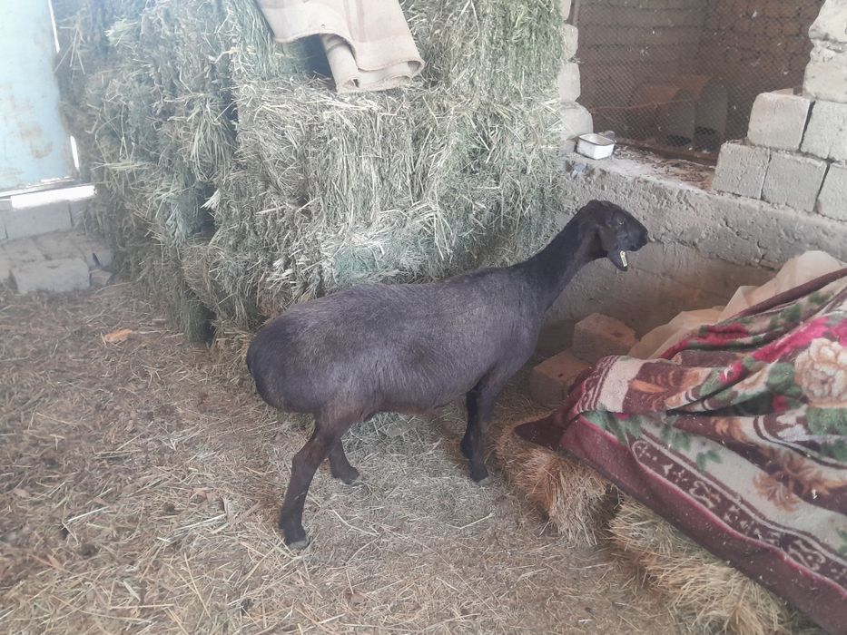 Katta katta qo'ylar sotiladi