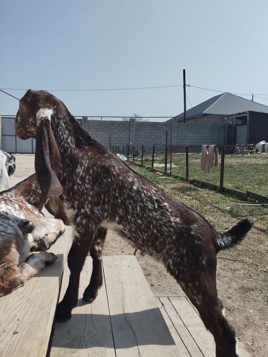 100% битал теке лақ