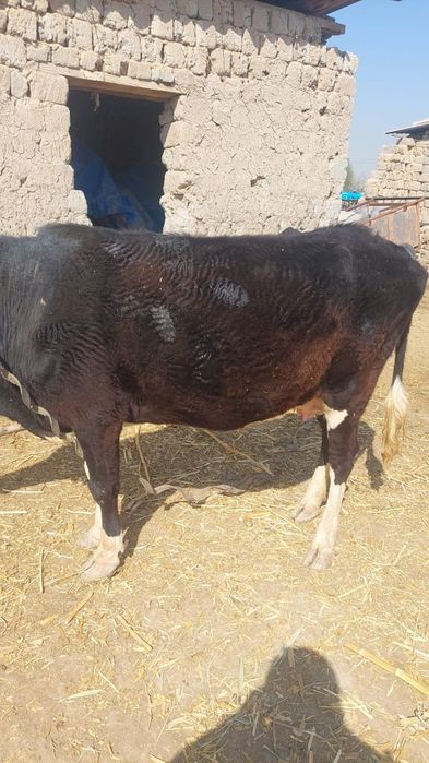 Тоқал сиыр сатылады