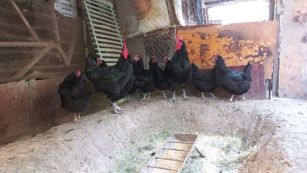 Инкубатор тухум сотилади.