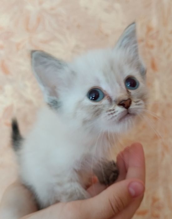 Отдам котят в добрые руки