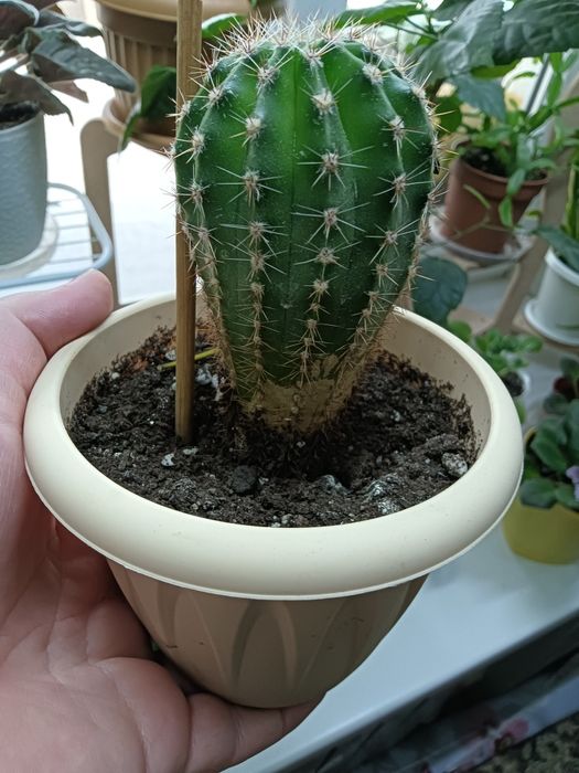 Цветочки от 700 т.