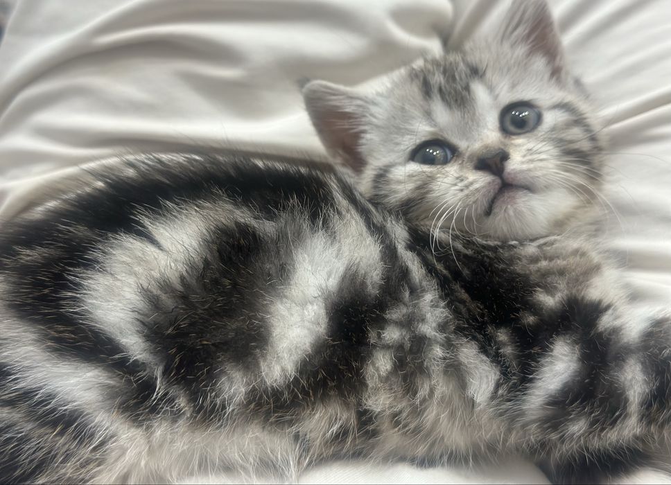 Кошка шотланскийй