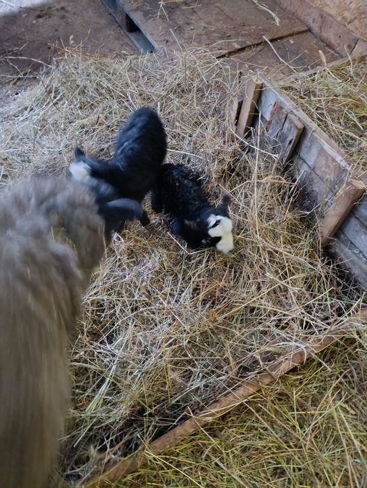 Vând oi de rasa Romanov