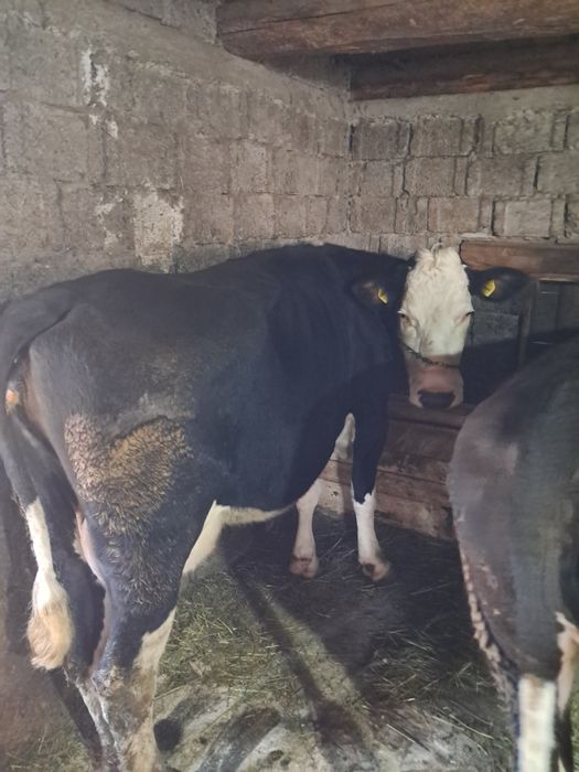 De vânzare vaca gestație de 4 luni