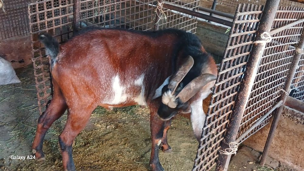 Козла для козочек