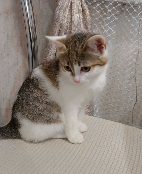 Отдам красивого котенка