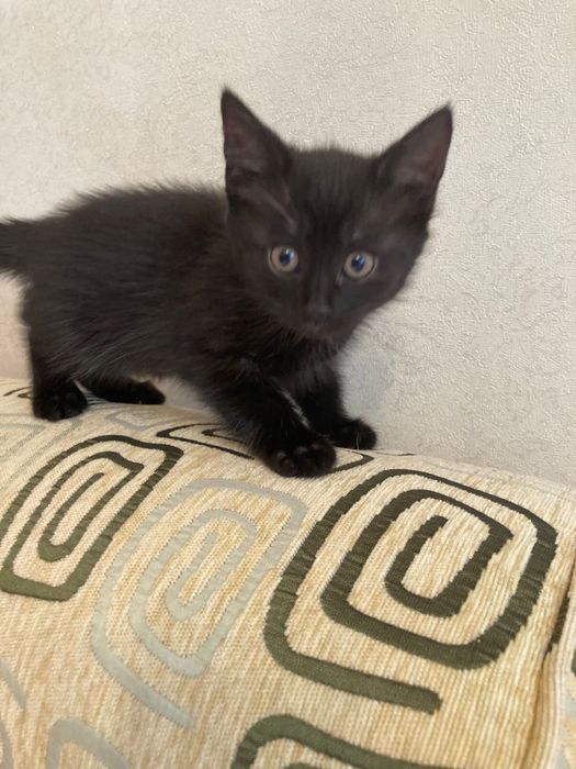 Кошка и котики в добрые руки
