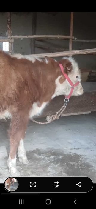 Сментал букача сотилади