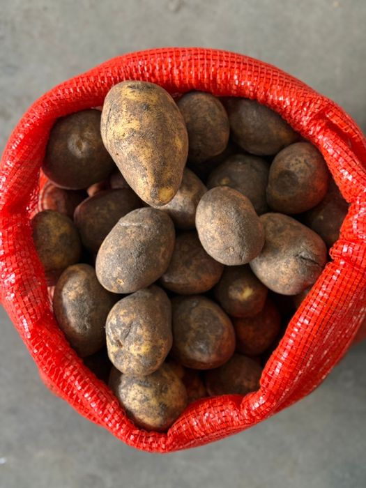 Картофель павлодар