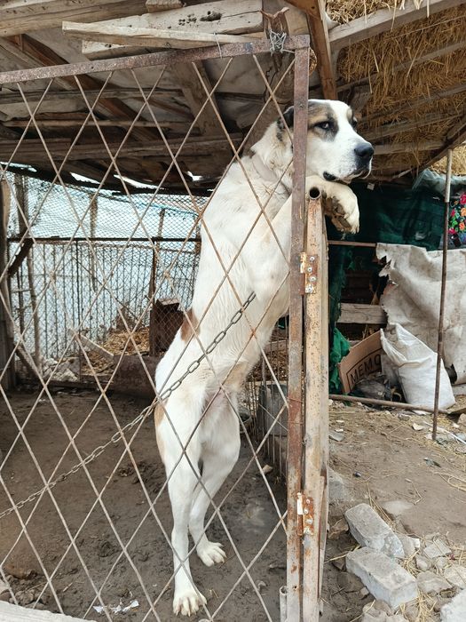 Алабай сотилади х