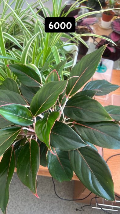 Аглаонема в продаже