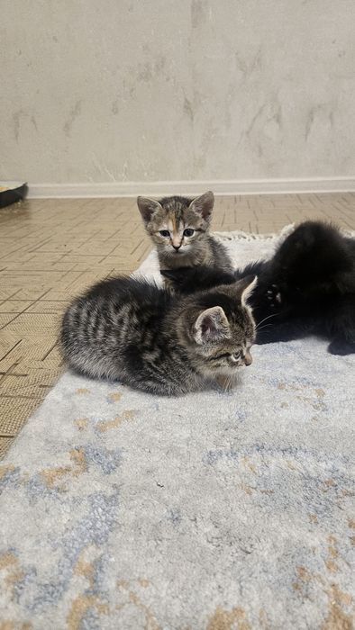 Отдам даром котят