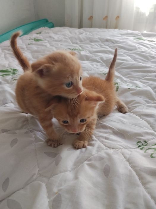 Отдадим котят в хорошие руки