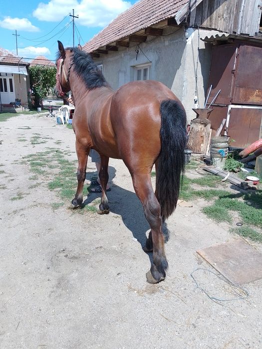 Vând mânz un an și opt luni