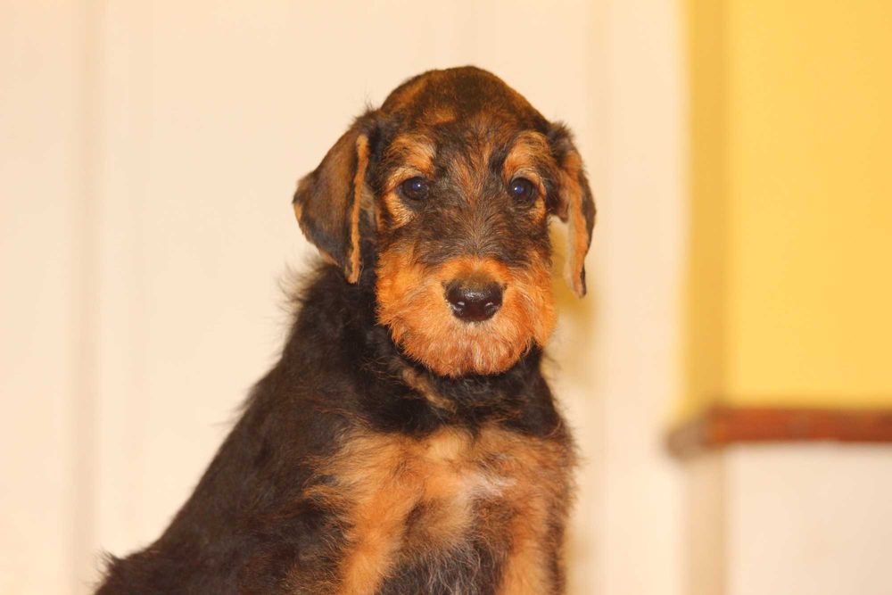 pui airedale terrier din parinti campioni