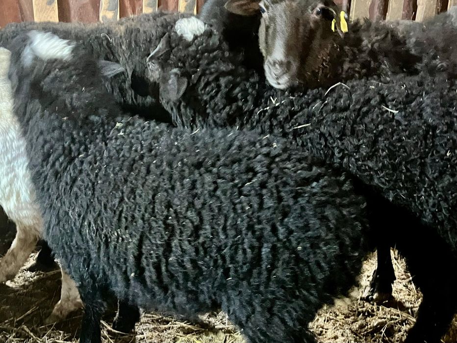 Продам 2 баранчика 3 месячные