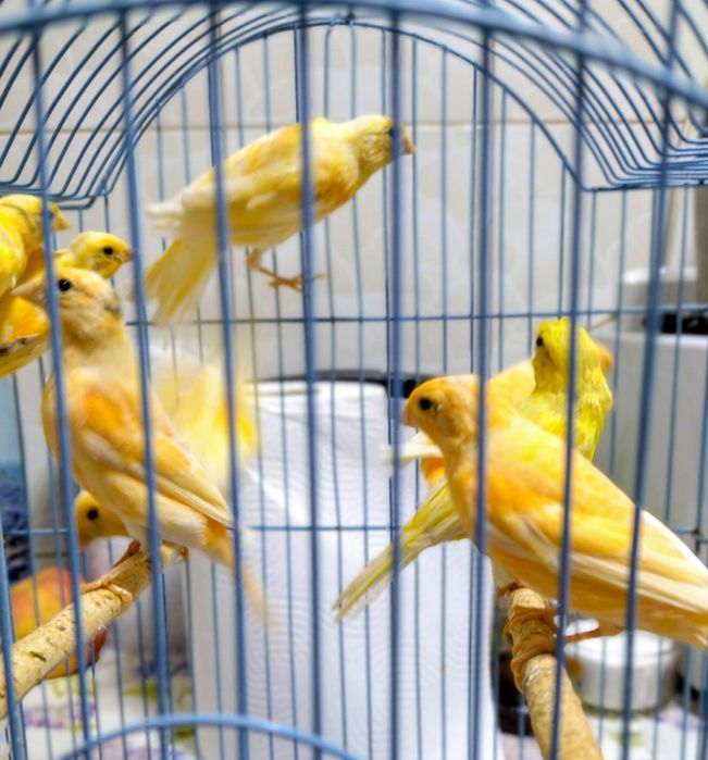 Canari de vanzare