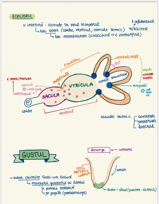Meditatii bio admitere umft