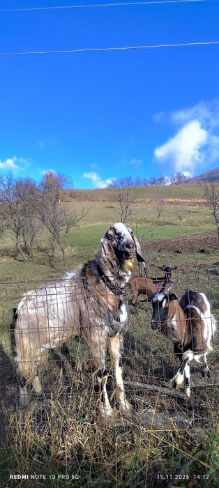 Anglo Nubian de vanzare