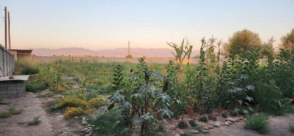 Parkentdagi dala xovlimga ijaraga oila qo'yaman