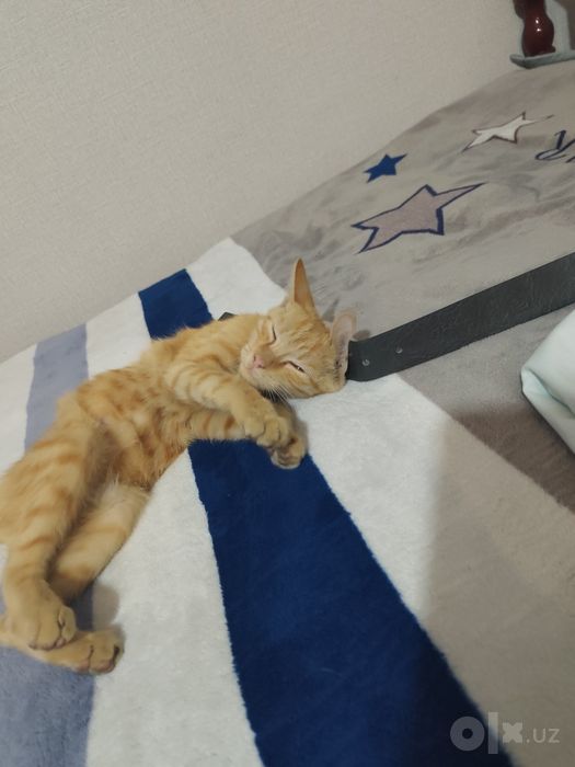 Отдадим кота лаского