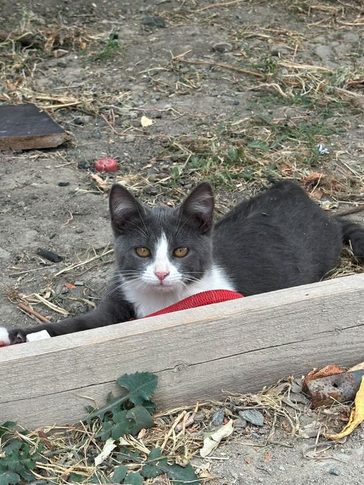 Котики в хорошие руки