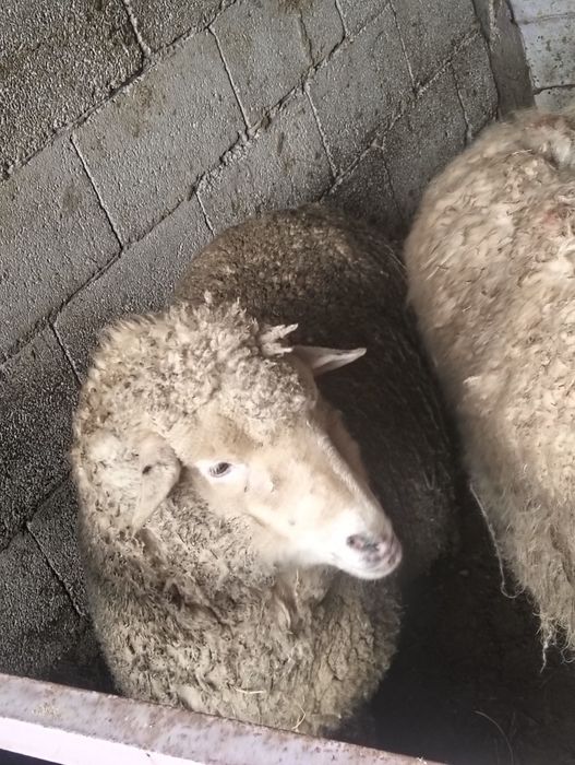 Қои бордақы шаруа тоқты