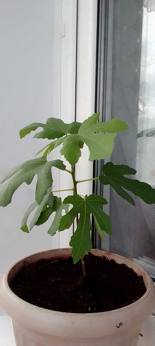 продам комнатный инжир