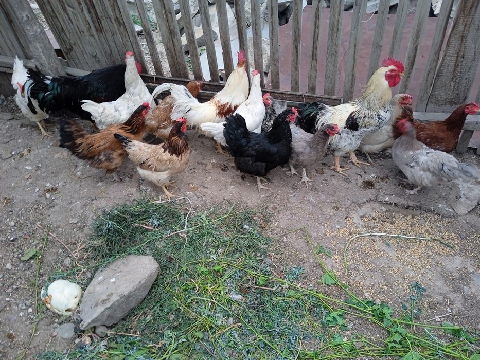 Клиторда мең бар