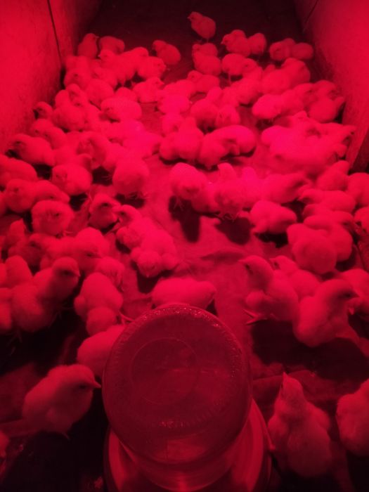 Бройлерные цыплята