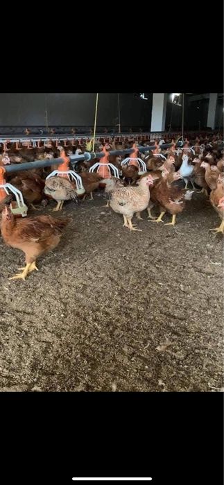 Vând pui alb de carne si rosu/porumbac rasa mixta